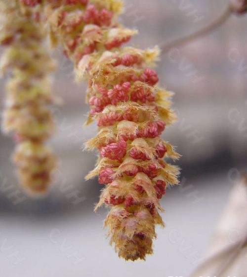 果樹(shù)苗木,入秋以后可栽種哪些樹(shù)苗？